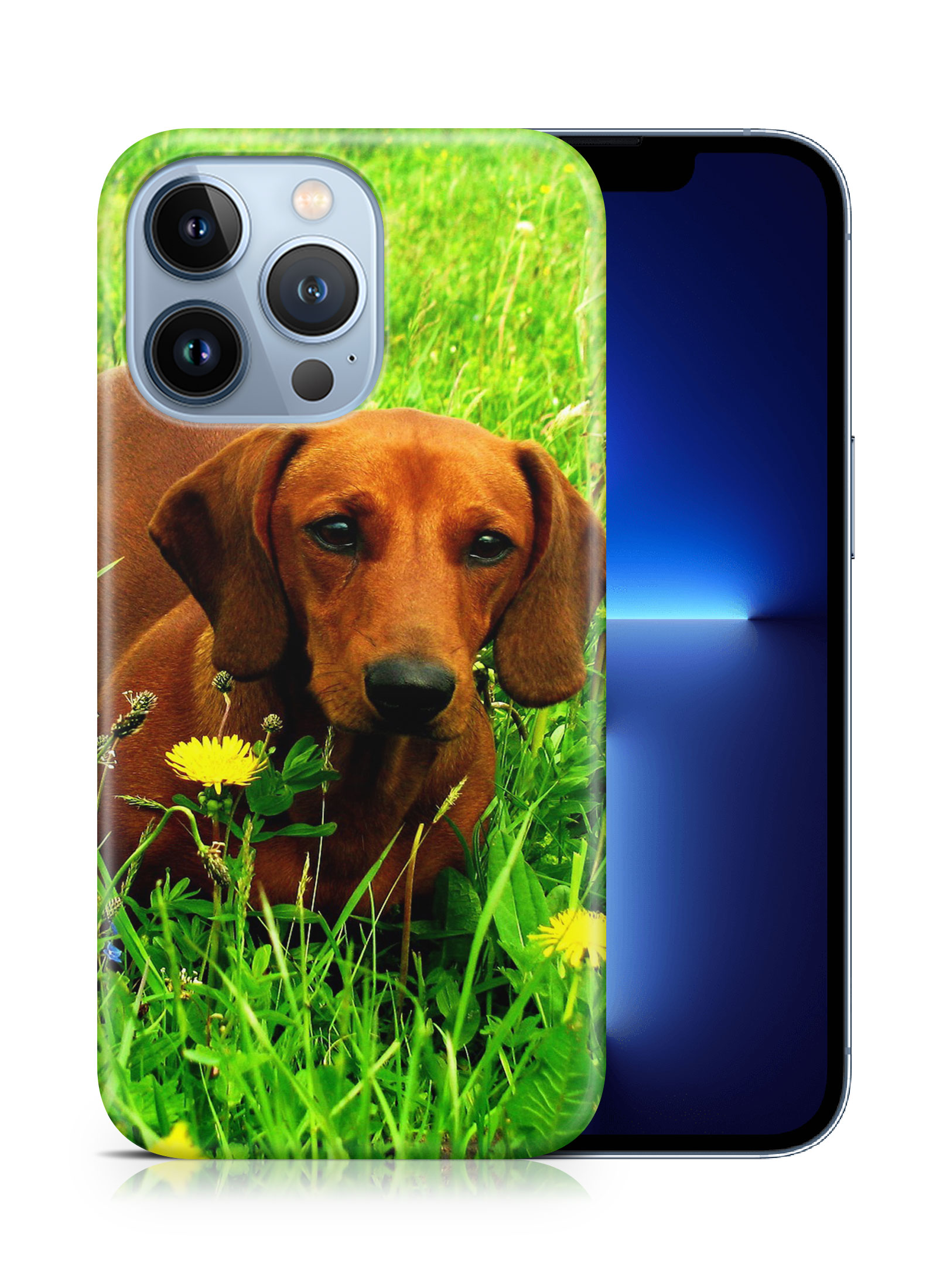 CASE COVER FOR APPLE IPHONE|DACHSHUND DOG 10 - Picture 15 of 44