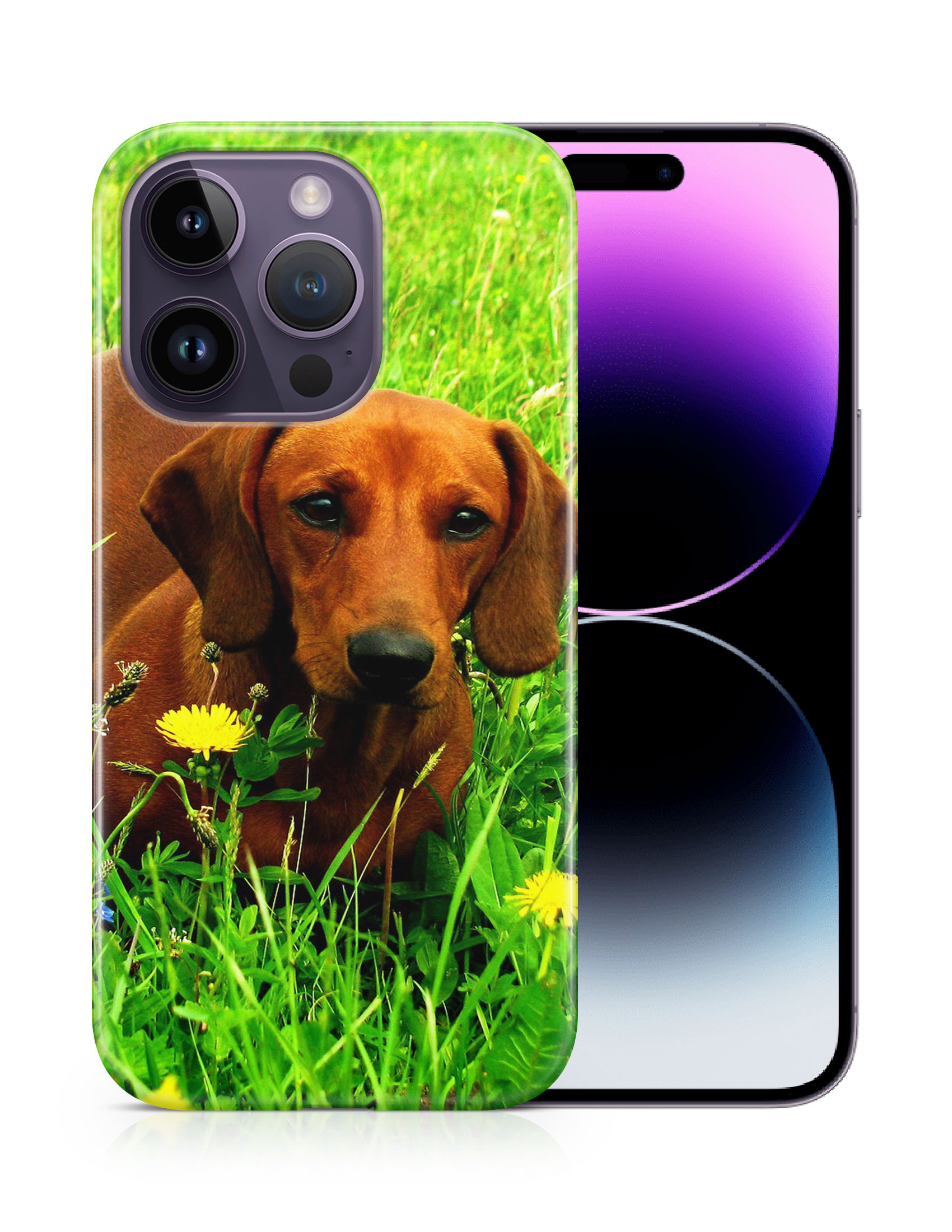 CASE COVER FOR APPLE IPHONE|DACHSHUND DOG 10 - Picture 11 of 44