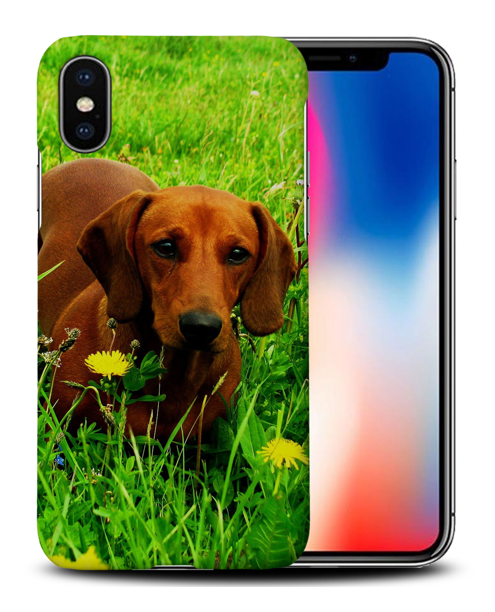 CASE COVER FOR APPLE IPHONE|DACHSHUND DOG 10 - Picture 26 of 44